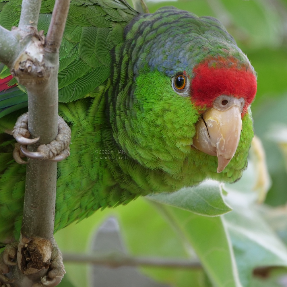 red crowned amazon_5